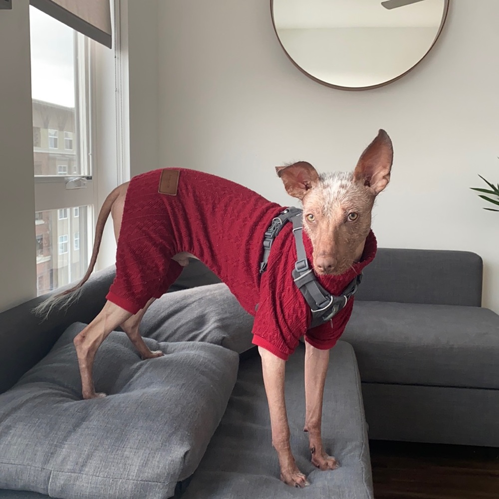 Dog sweater